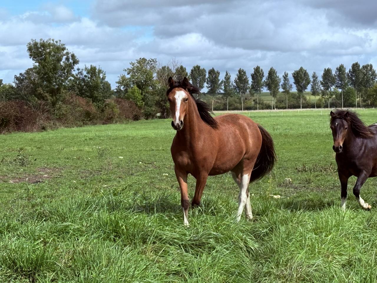 Magnifique pouliche 2 ans pfs