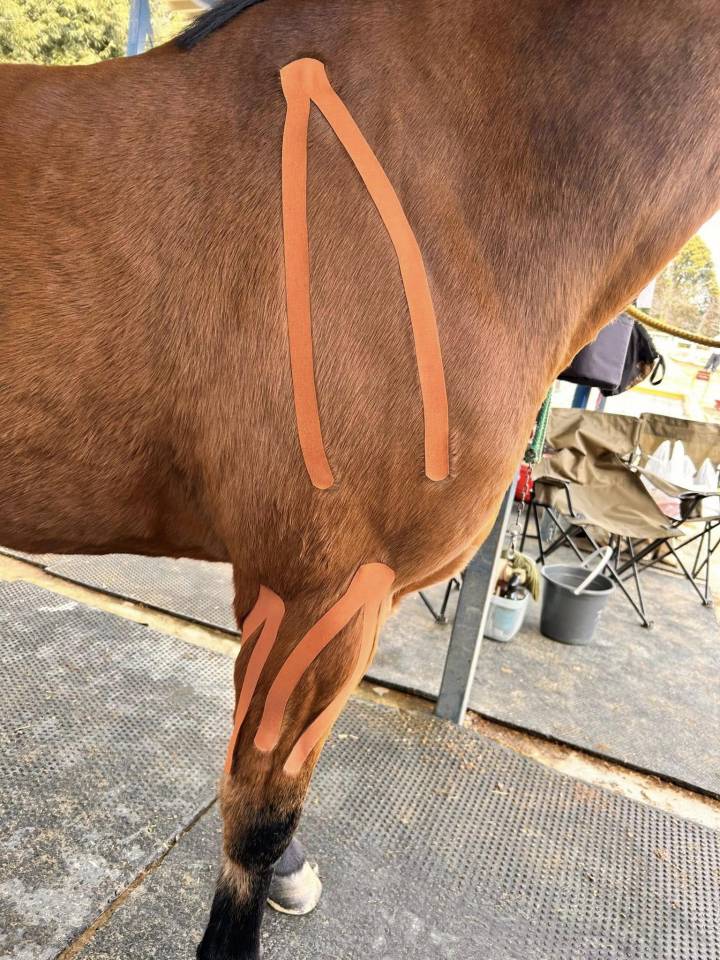 Kinesio taping &eacute;quin &ndash; Formation en ligne