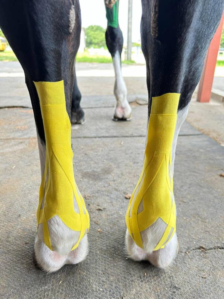 Kinesio taping &eacute;quin &ndash; Formation en ligne
