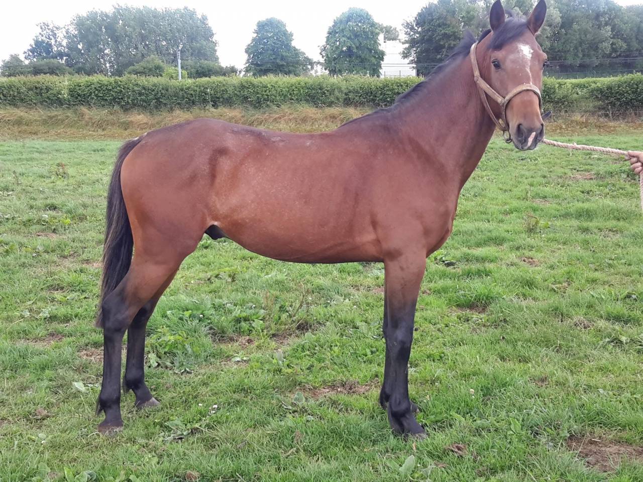 Poney PFS 3 ans
