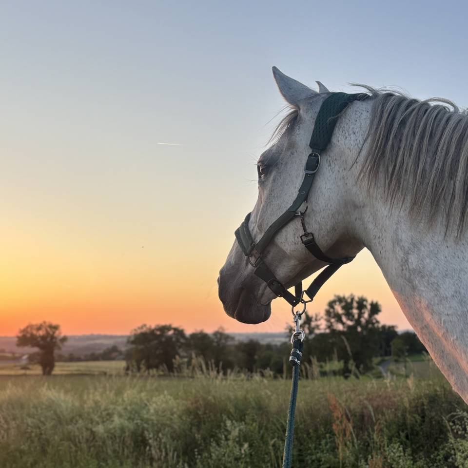 Cheval &agrave; vendre ou &eacute;change 