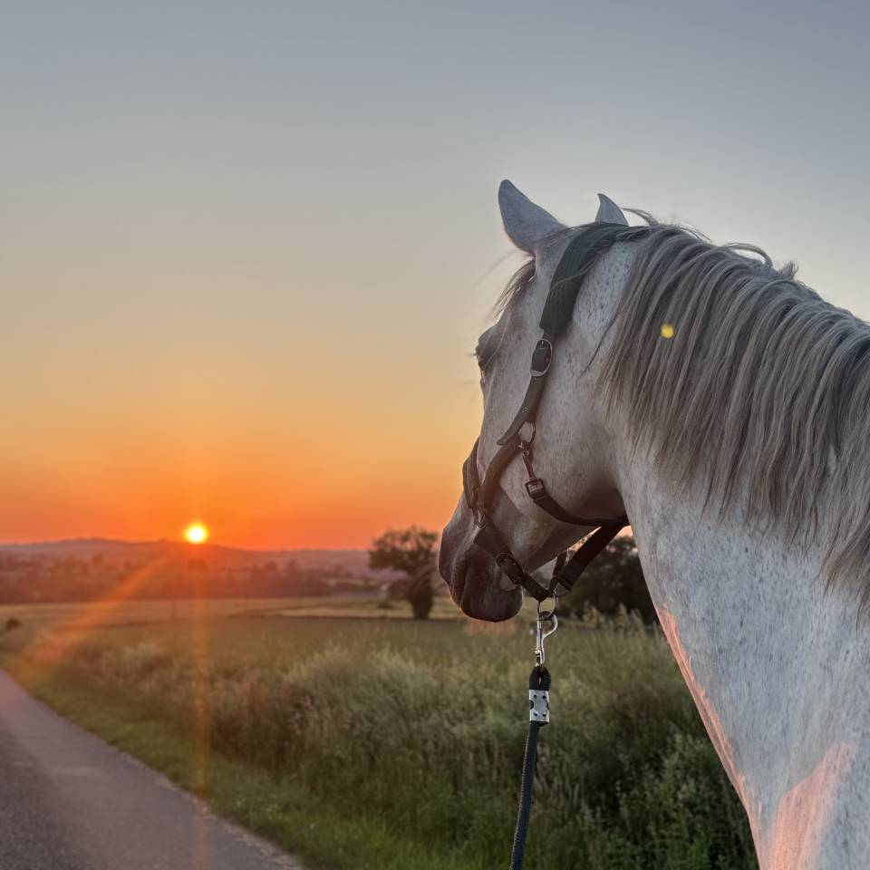 Cheval &agrave; vendre ou &eacute;change 