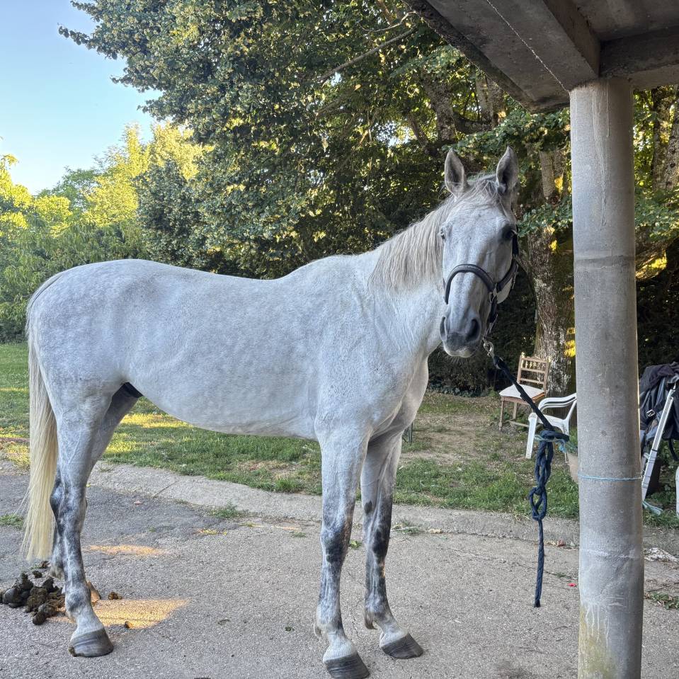 Cheval &agrave; vendre ou &eacute;change 