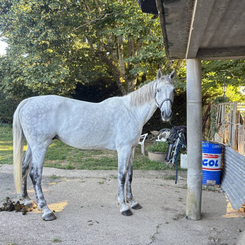 Cheval &agrave; vendre ou &eacute;change 