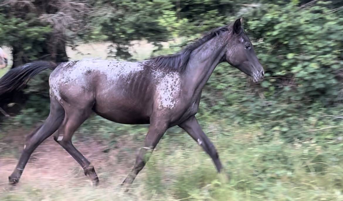 Pouliche DSA BLACK L&Eacute;OPARD CAP&Eacute; TACH&Eacute;E 