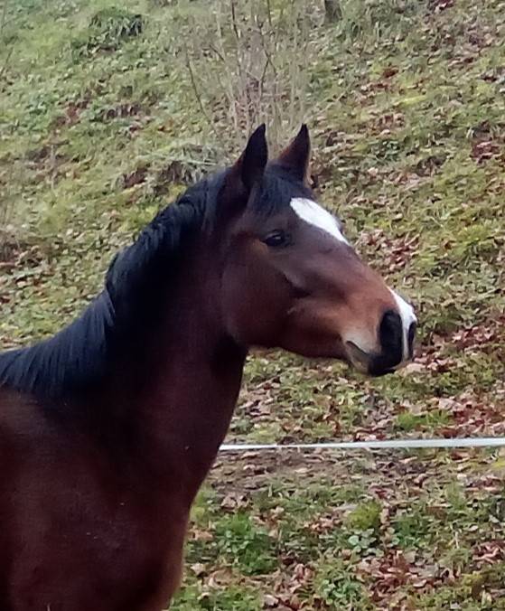 Ponette 3ans 1m50 Bai