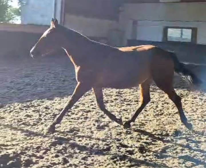 Ponette 3ans 1m50 Bai