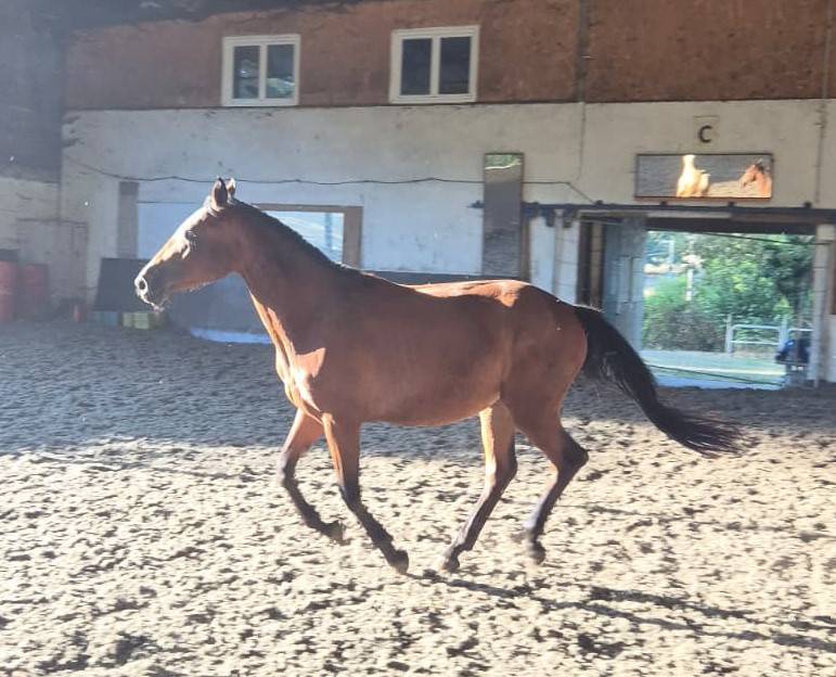 Ponette 3ans 1m50 Bai