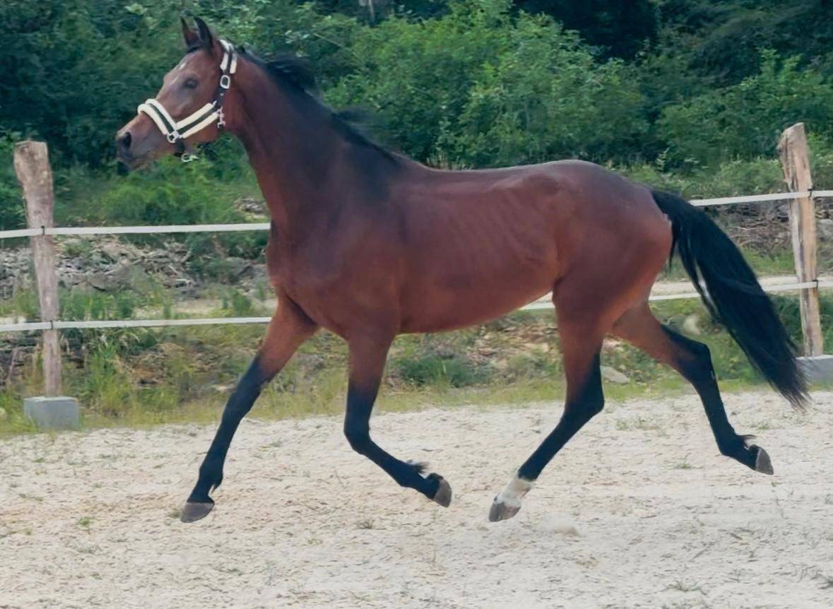 Kwpn jument hongre