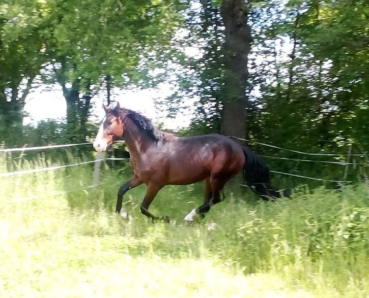 Tr&egrave;s beau M&acirc;le 2ans PFS 