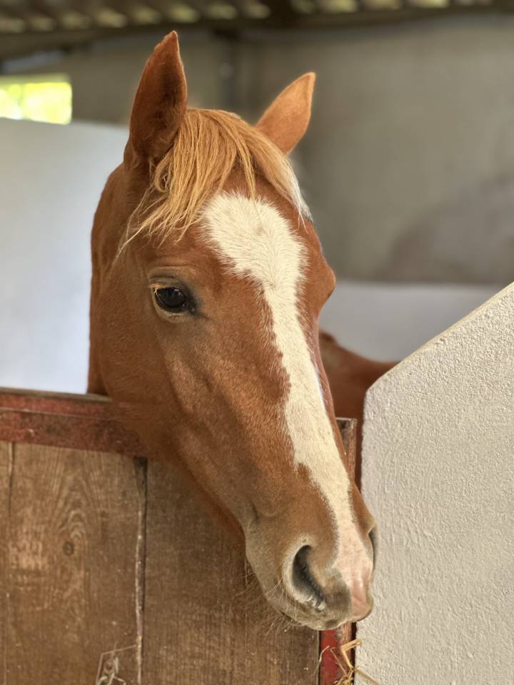 Minadora de l&rsquo;Aube, PFS de 4 ans 