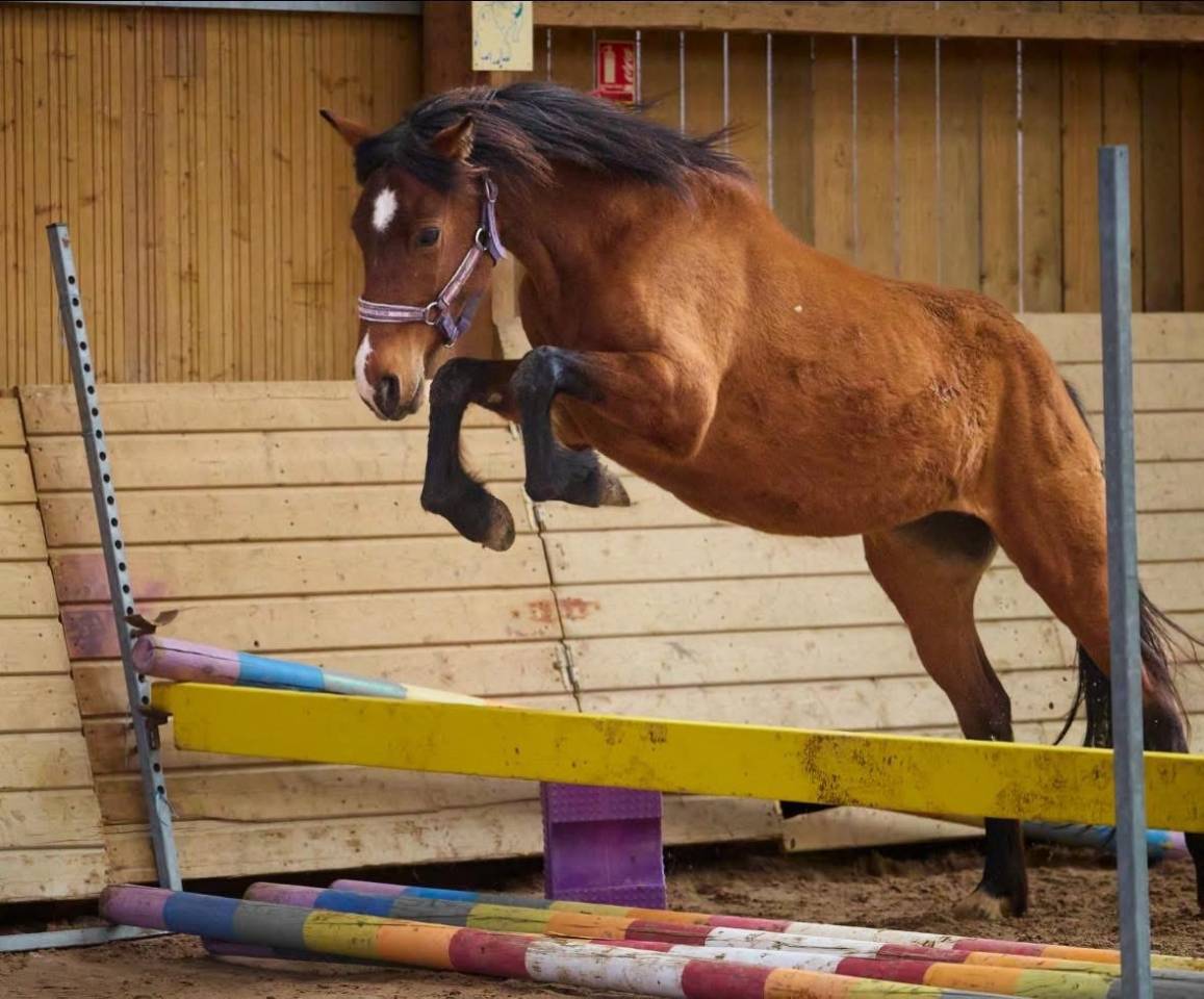 Ponette D 4 ans PFS par Quick star 