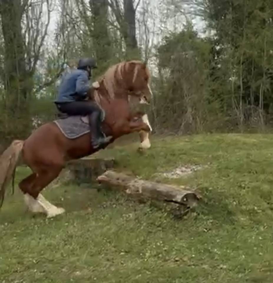 Welsh Cob 3 ans &ndash; D&eacute;bourr&eacute; &ndash; Orient&eacute; CCE 