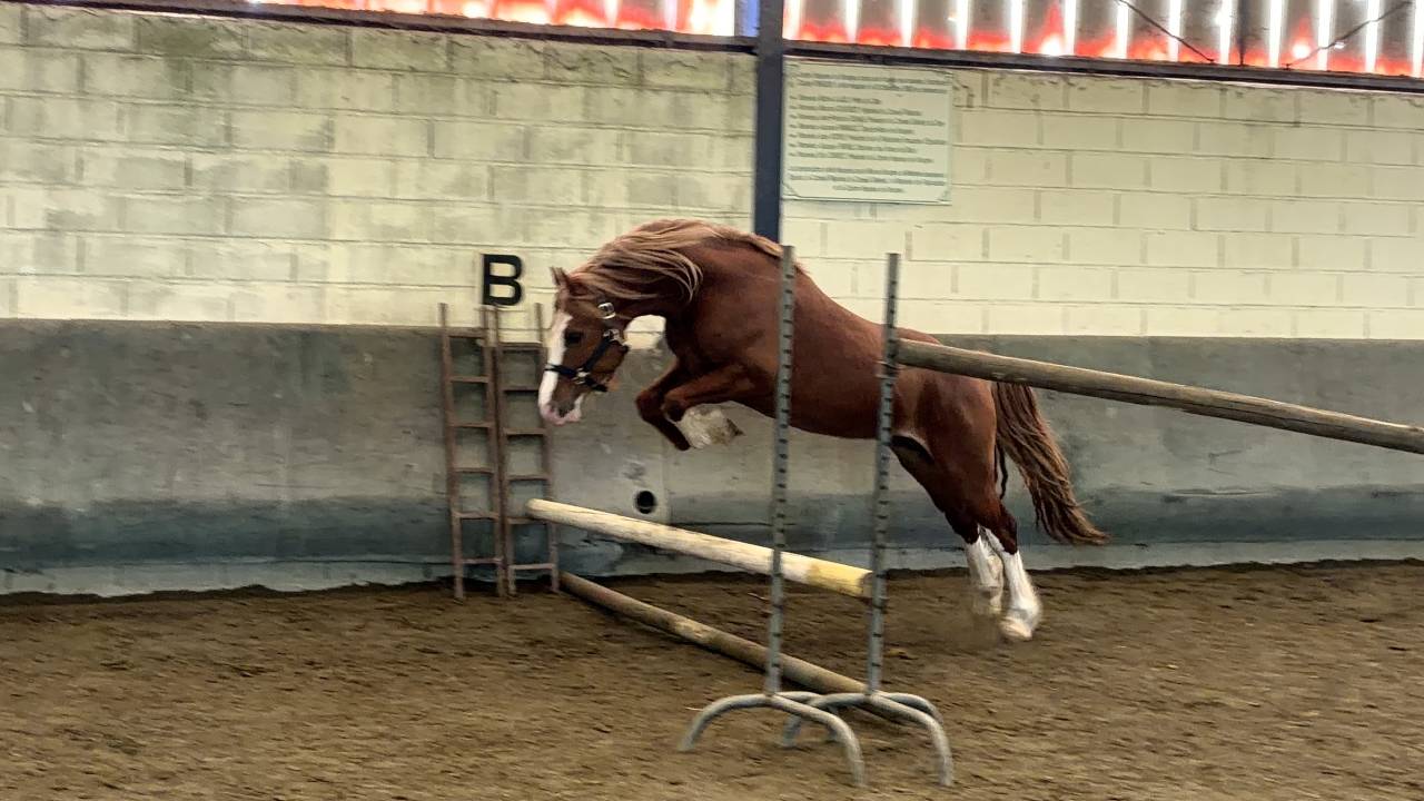 Welsh Cob 3 ans &ndash; D&eacute;bourr&eacute; &ndash; Orient&eacute; CCE 