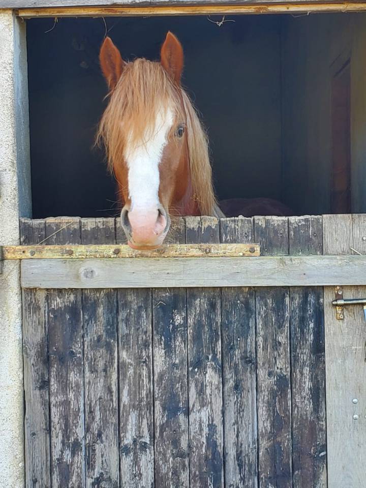 Welsh Cob 3 ans &ndash; D&eacute;bourr&eacute; &ndash; Orient&eacute; CCE 