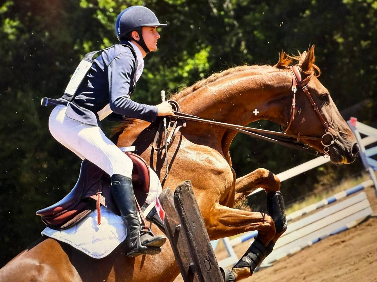 Selle Fran&ccedil;ais 6 ans &ndash; Excellentes origines &ndash; CCE