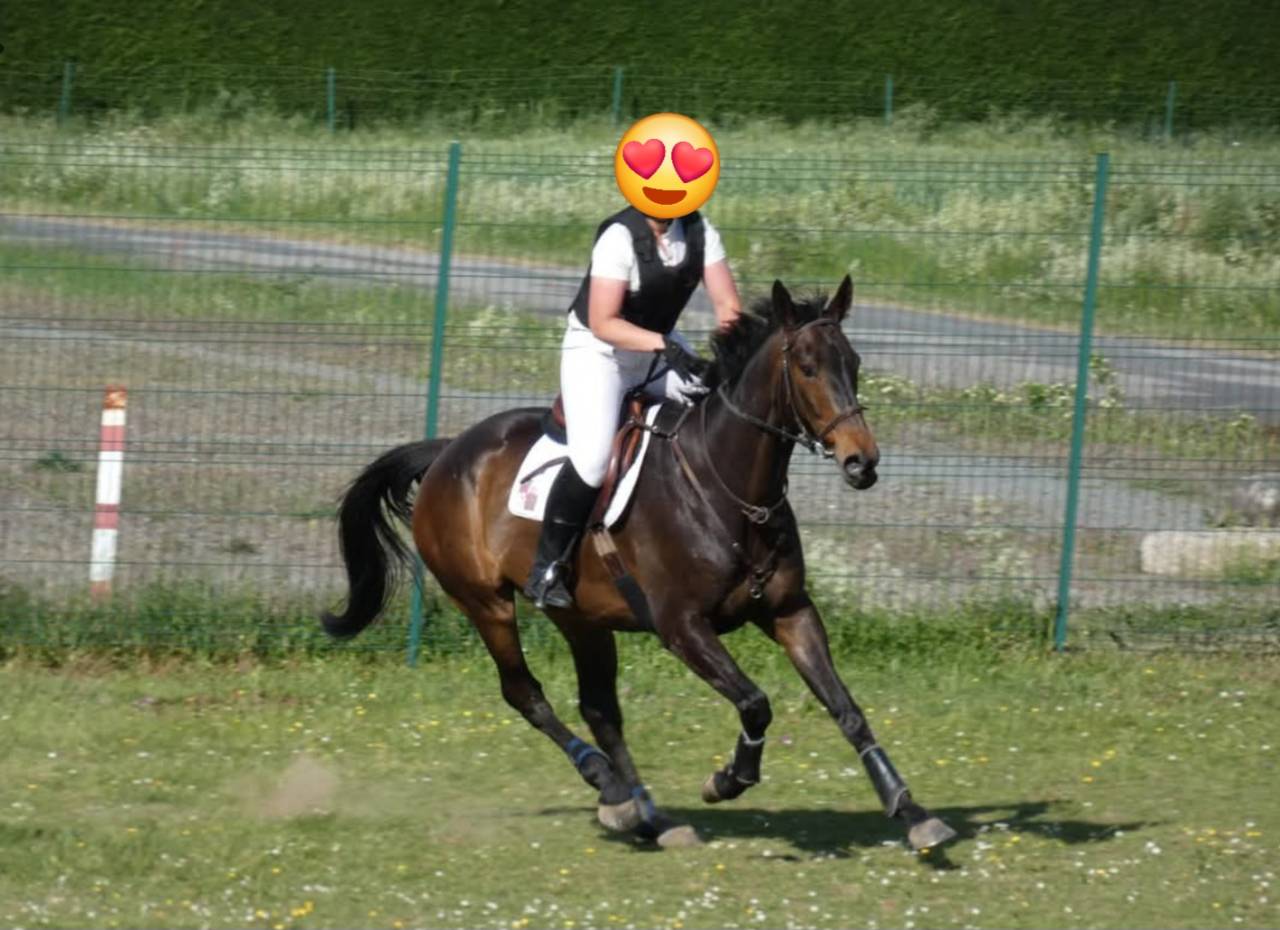 Gentil Cheval pour balade et dressage 