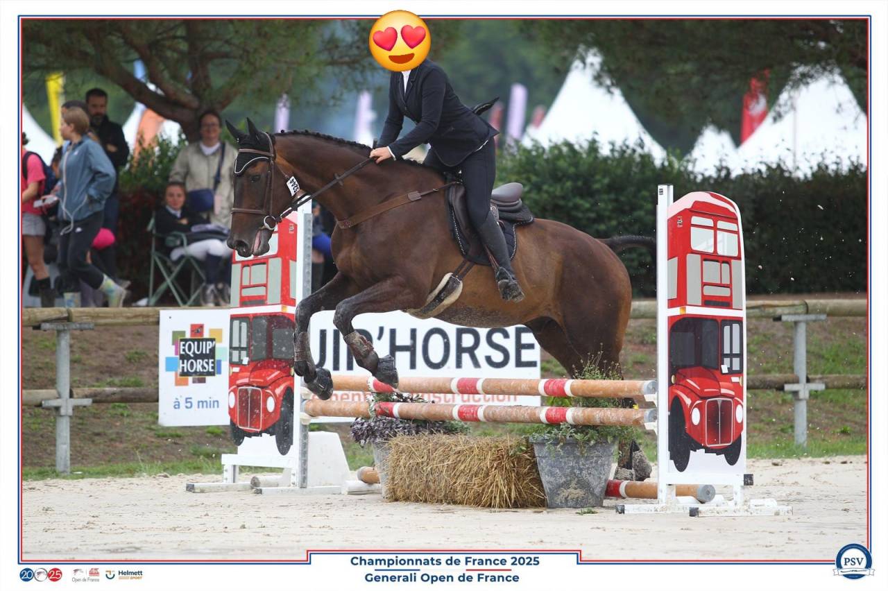 Gentil Cheval pour balade et dressage 