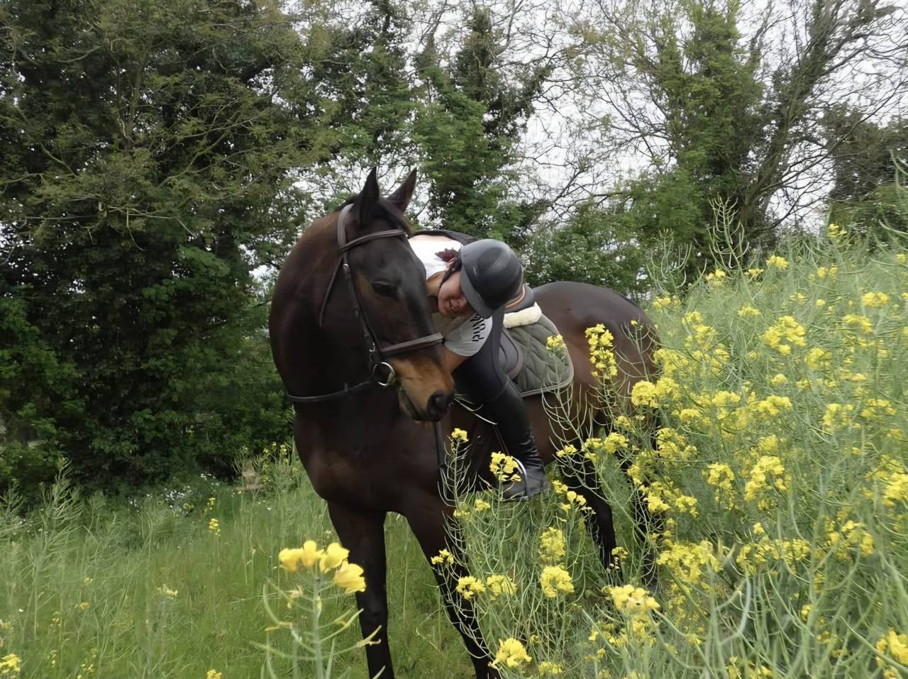Gentil Cheval pour balade et dressage 