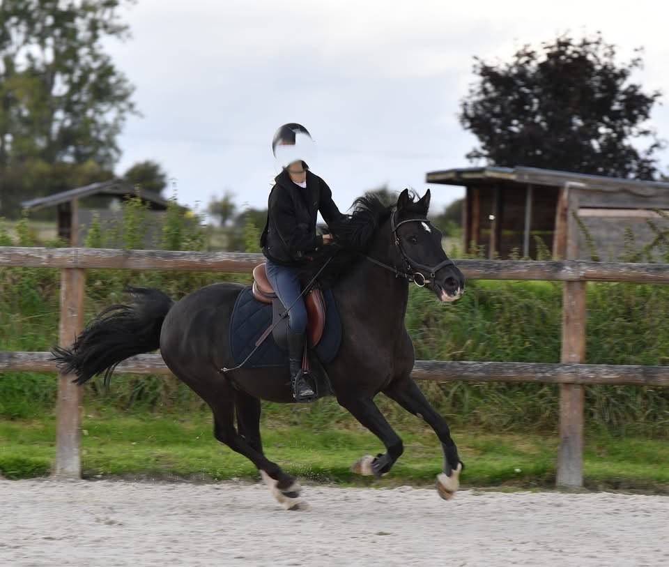 Poney Hongre OC 9 ans 1m41