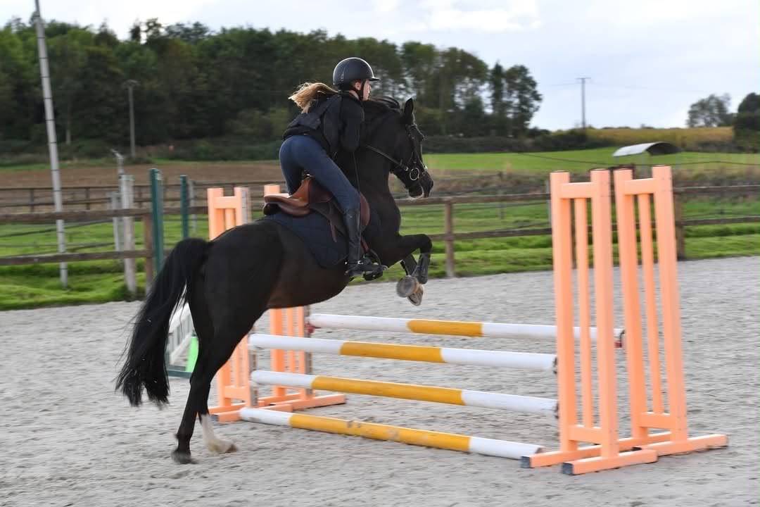 Poney Hongre OC 9 ans 1m41