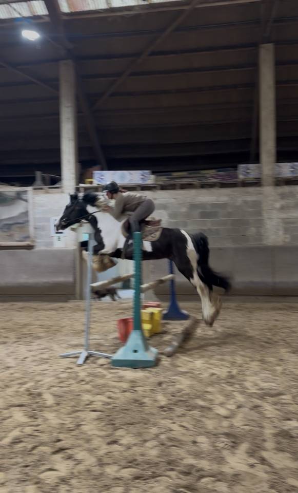 Cheval hongre 8 ans
