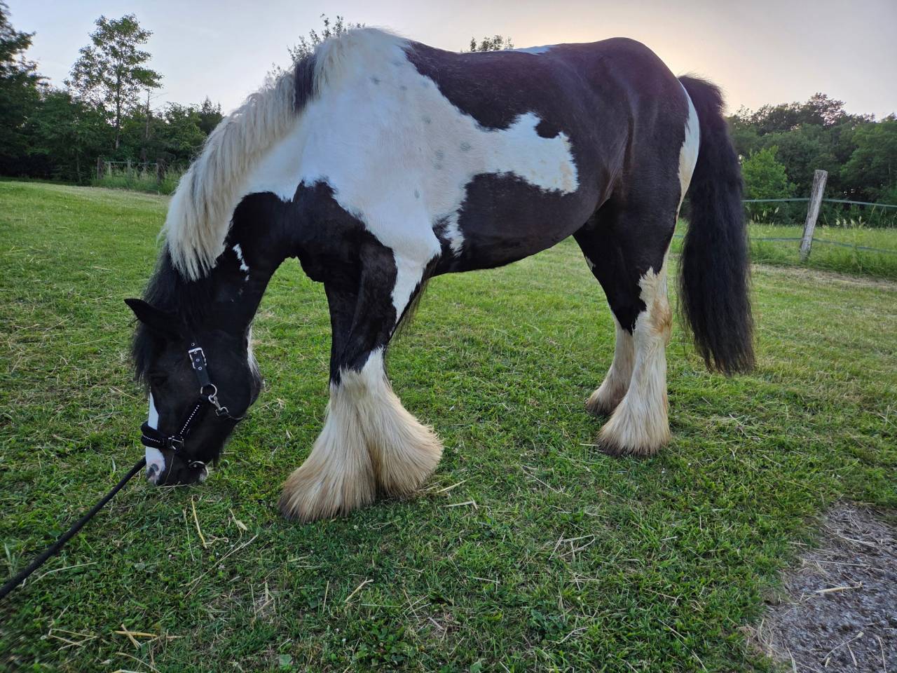 Cheval hongre 8 ans