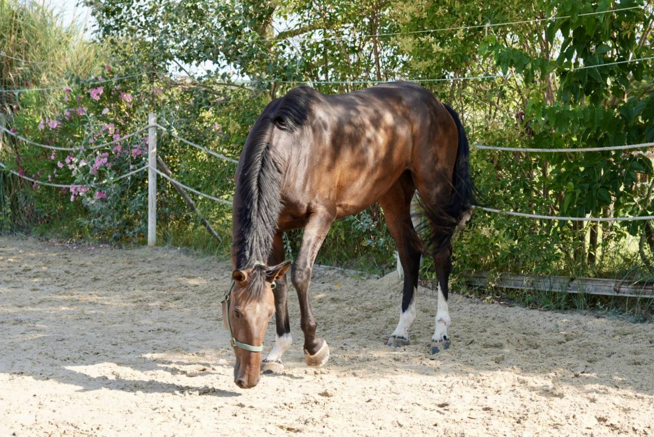 Jument de CSO de 5 ans 