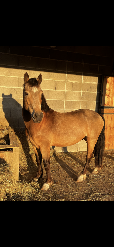 Fairplay de Chabelle - PFS - 1m45 - 11 ans par Rasmus 