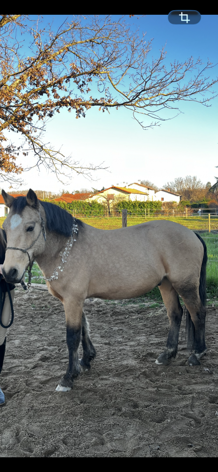 Fairplay de Chabelle - PFS - 1m45 - 11 ans par Rasmus 