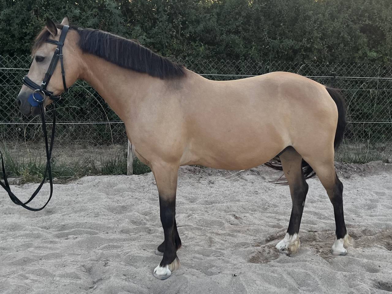 Fairplay de Chabelle - PFS - 1m45 - 11 ans par Rasmus 