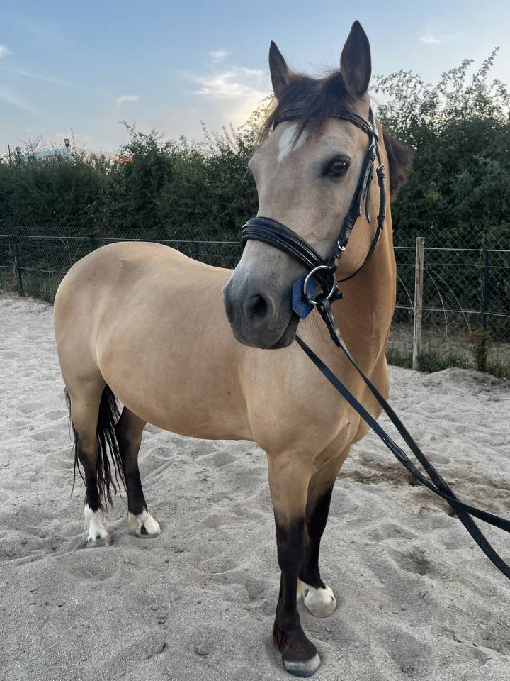 Fairplay de Chabelle - PFS - 1m45 - 11 ans par Rasmus 