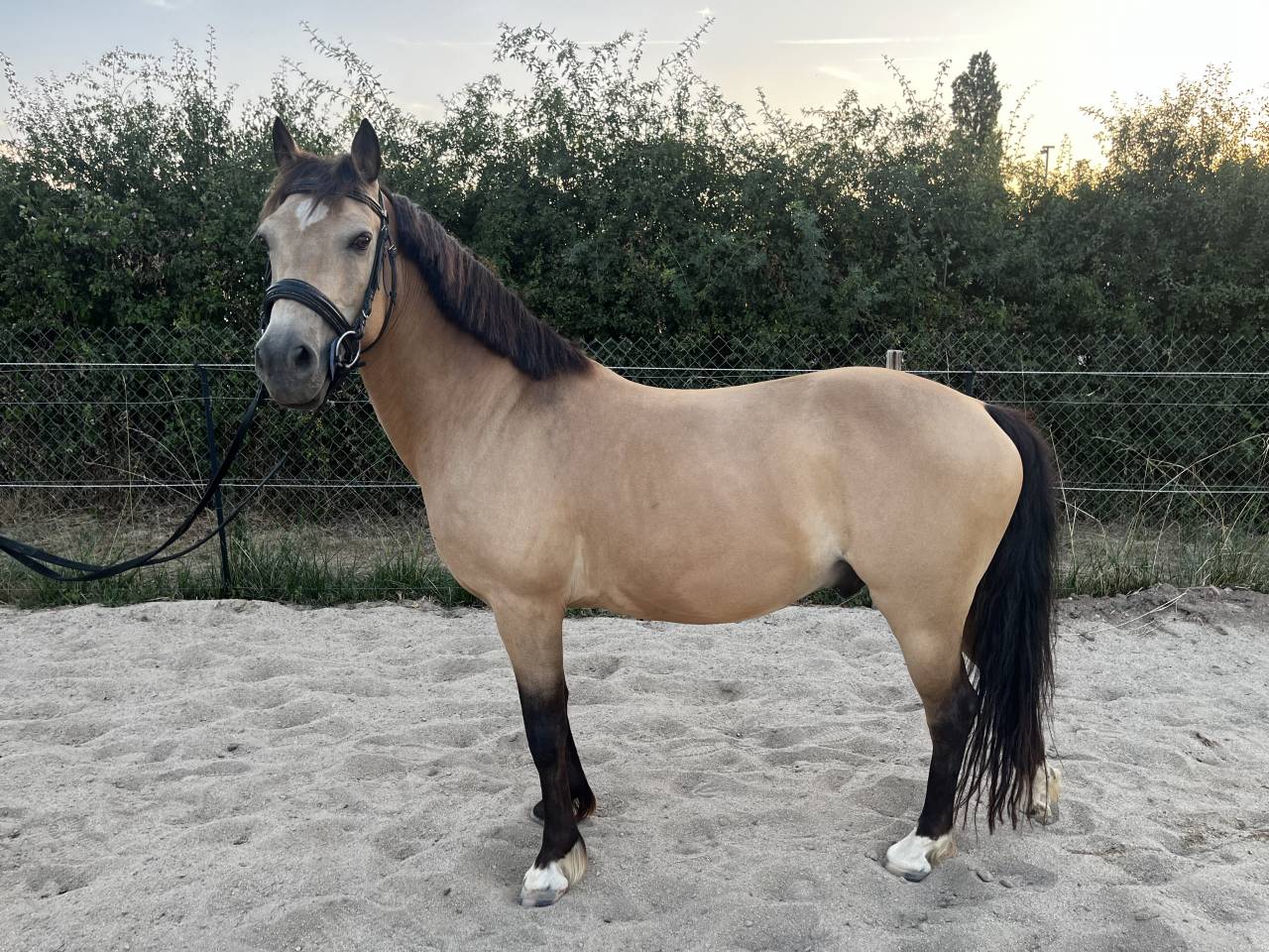 Fairplay de Chabelle - PFS - 1m45 - 11 ans par Rasmus 