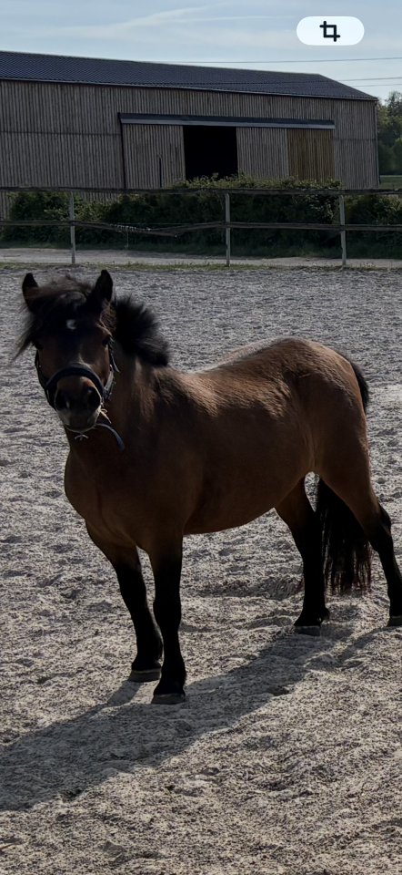 Jolie ponette B 5 ans n&eacute;e a la maison