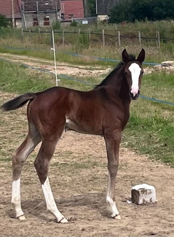 Pouliche SF ulmar mail x fringant de lafage x drakkar 
