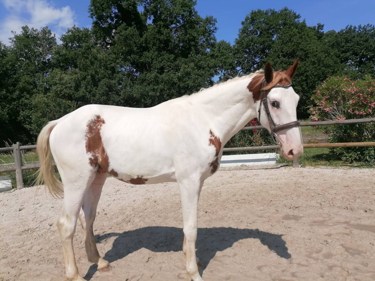 A vendre poulain 2 ans OC