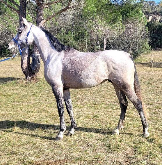 vente cheval 