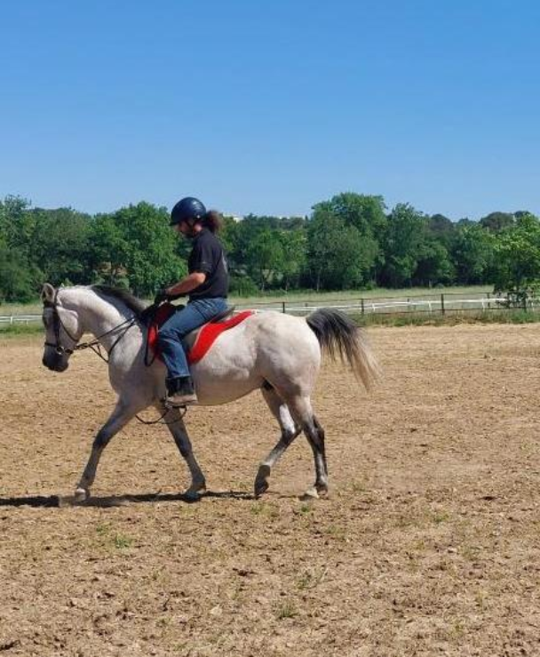 vente cheval 