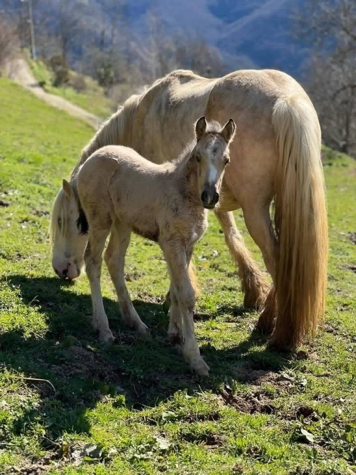 Jument Irish Cob Palomino