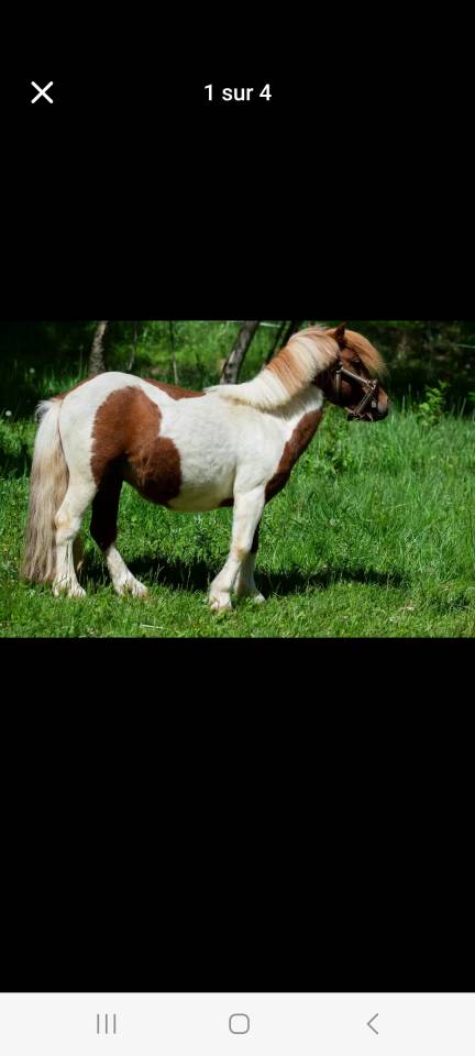 poney 5 ans a vendre
