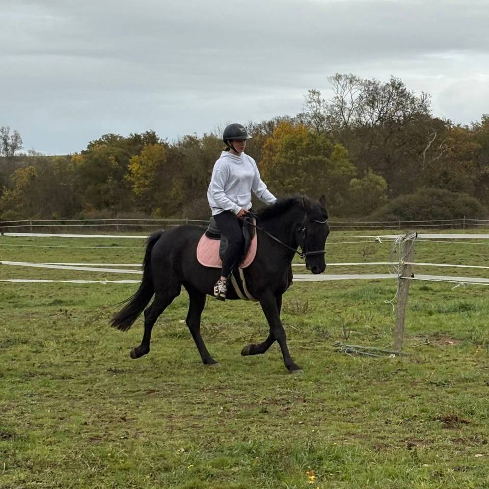 Jeune cheval 