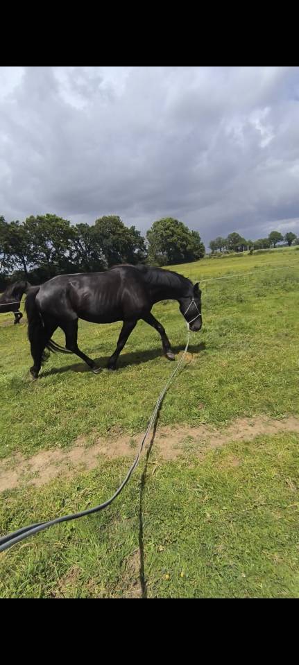 Jeune cheval 