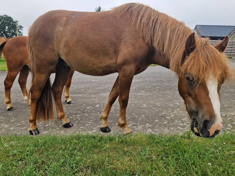 3 poneys d'avenir (de 1 &agrave; 2 ans)