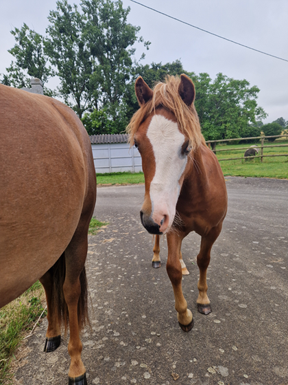 3 poneys d'avenir (de 1 &agrave; 2 ans)