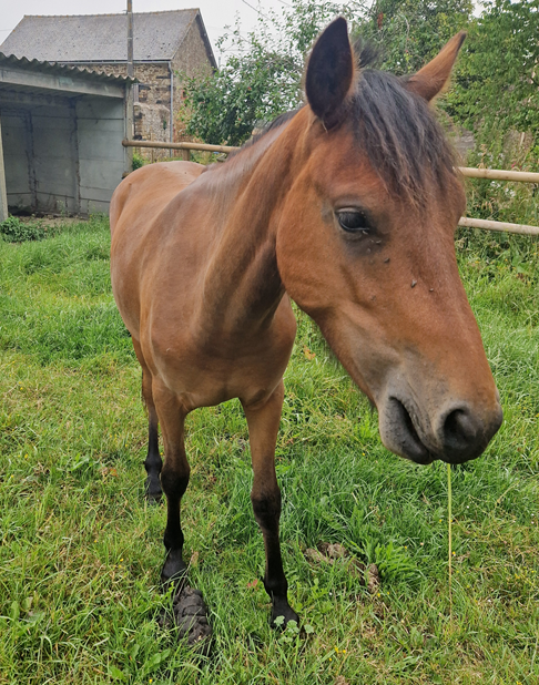 3 poneys d'avenir (de 1 &agrave; 2 ans)