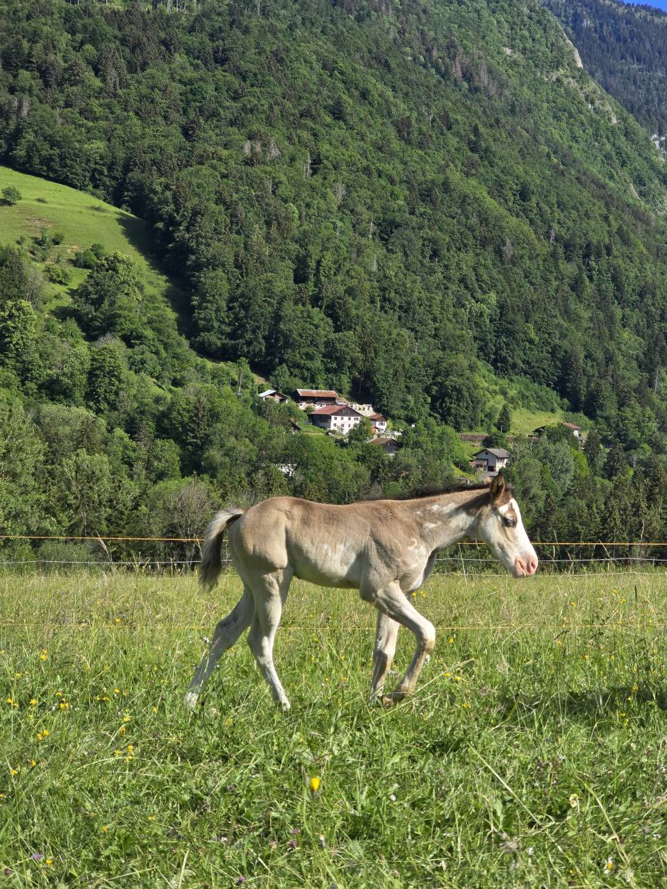 Poulain paint horse 