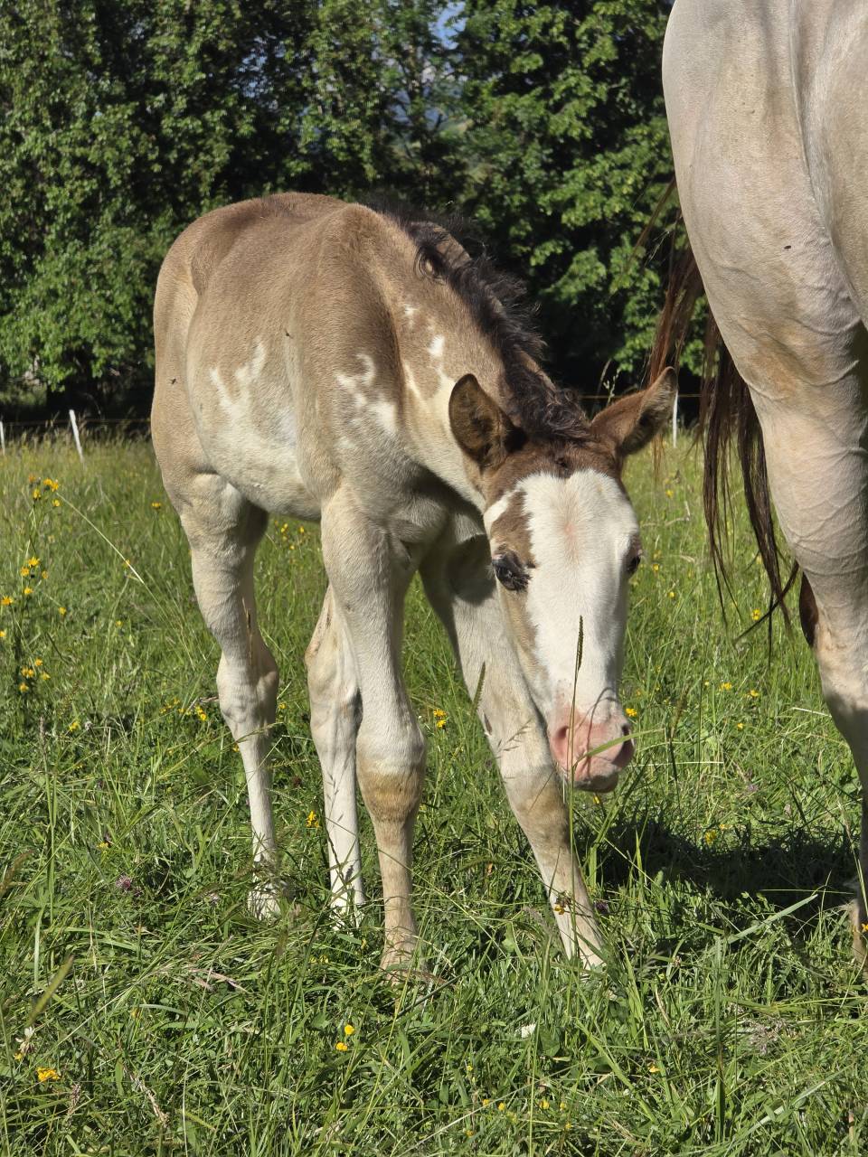 Poulain paint horse 