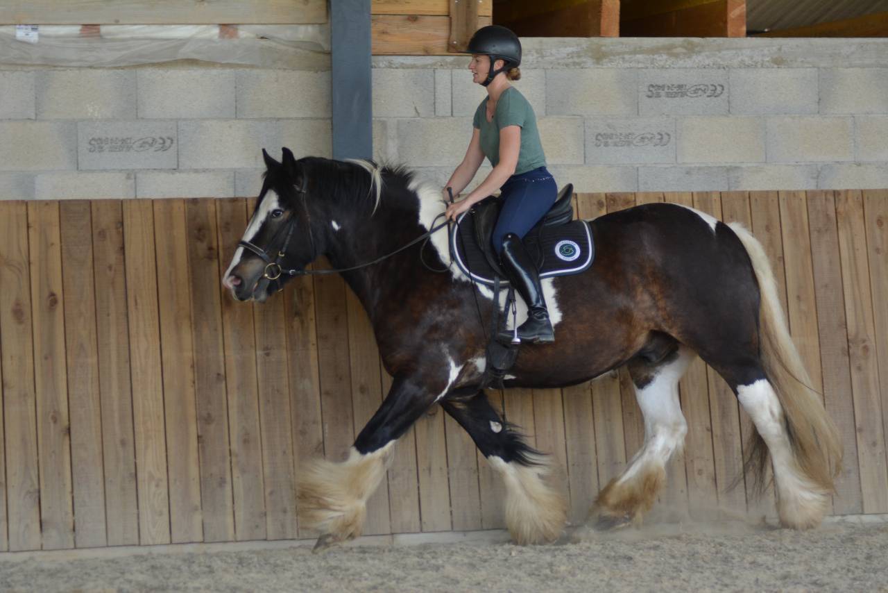 Hongre Irish Cob 5 ans