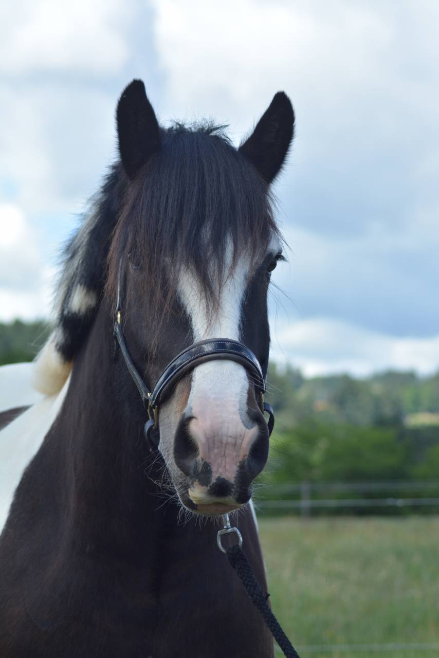 Hongre Irish Cob 5 ans