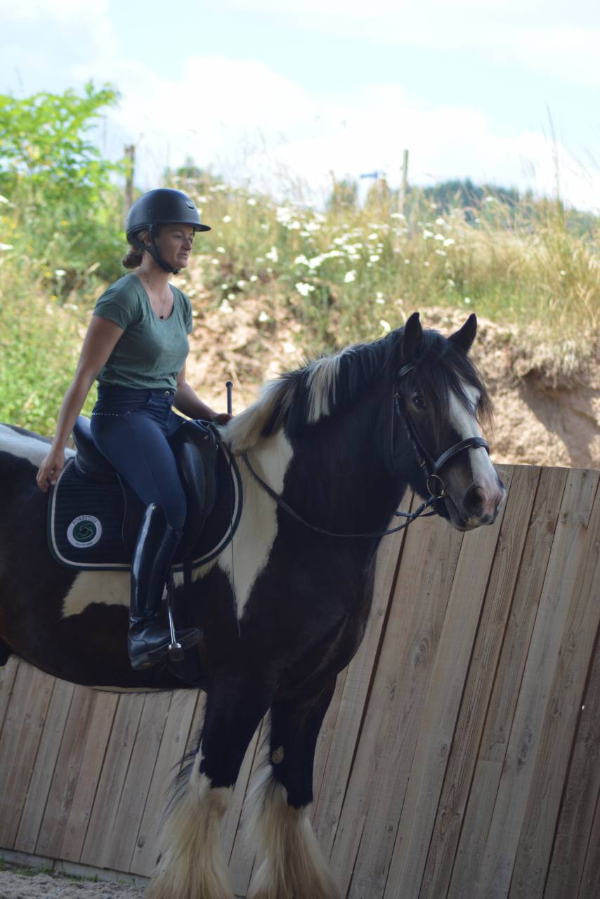 Hongre Irish Cob 5 ans
